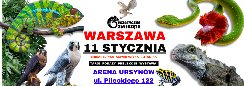 Baner reklamowy: egzotyczne