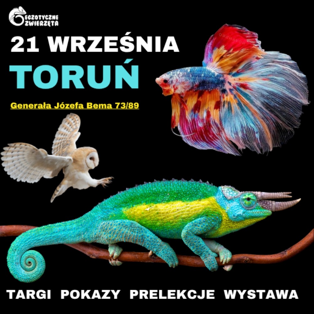 Baner reklamowy: Egzotyczne Zwierzęta Toruń