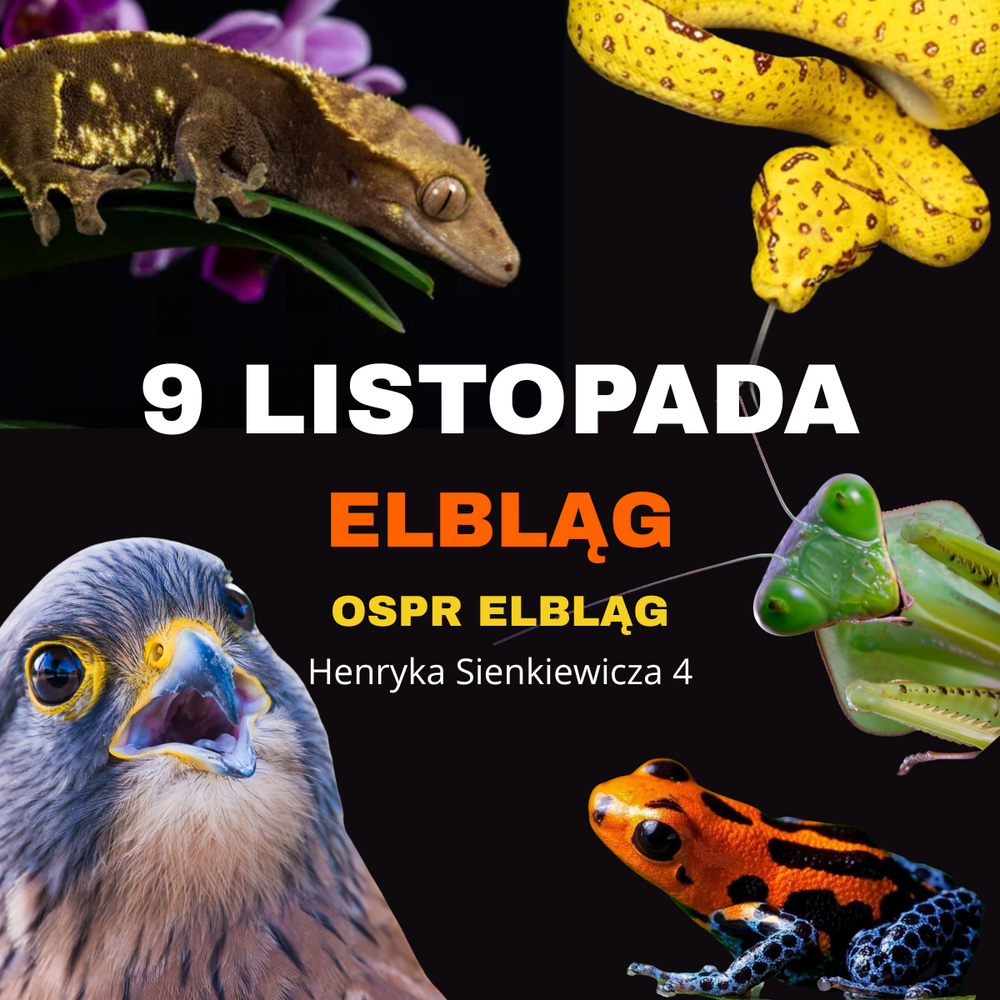 Baner reklamowy: Egzotyczne Elbląg