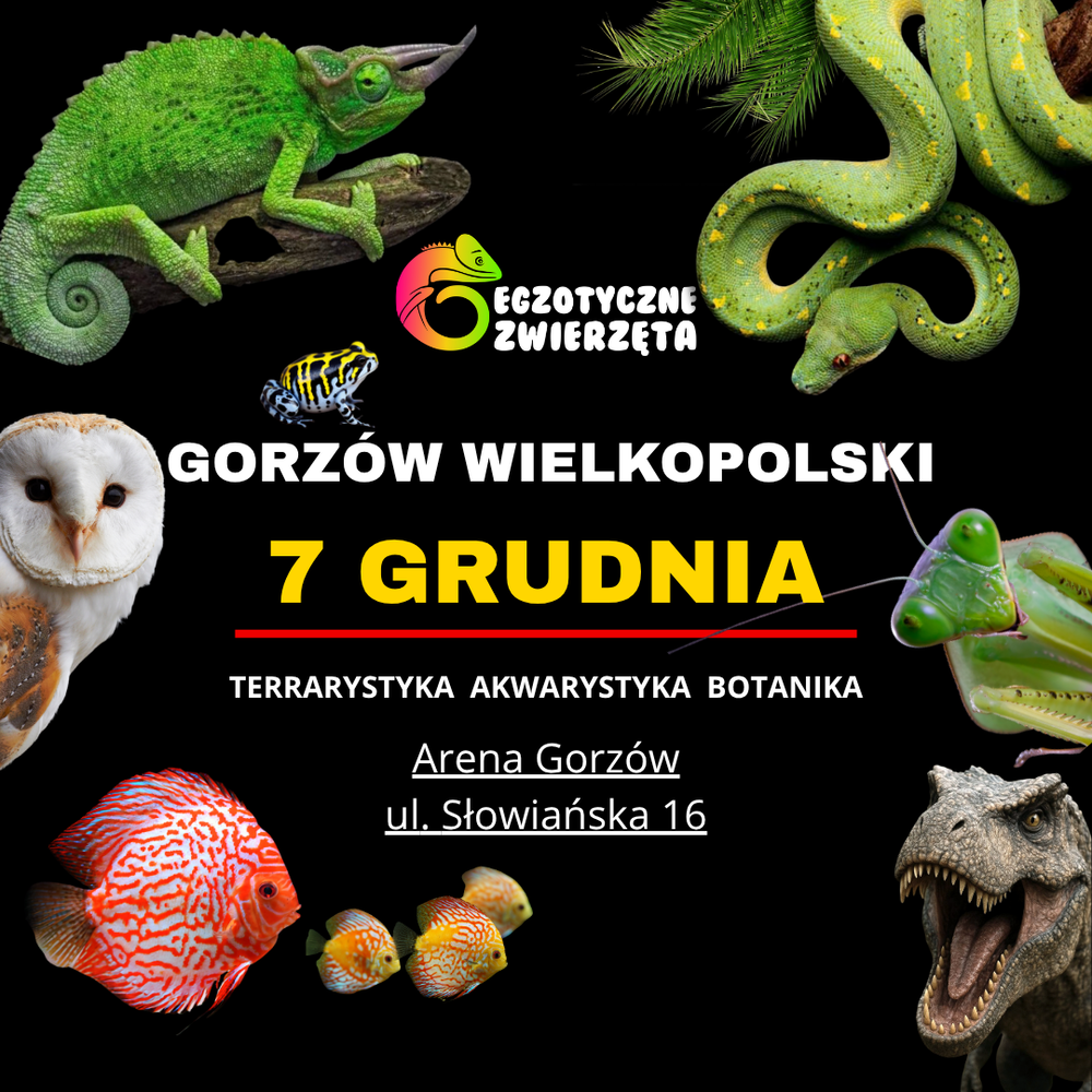 Baner reklamowy: Egzotyczne