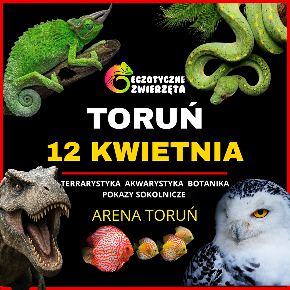 Baner reklamowy: Egzotyczne Toruń