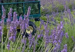 Obiekt: Lawendowe Honie - Albigowa