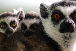 nowe-zoo-w-poznaniu-3.jpg