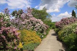 arboretum-w-korniku8.jpg