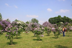 arboretum-w-korniku9.jpg