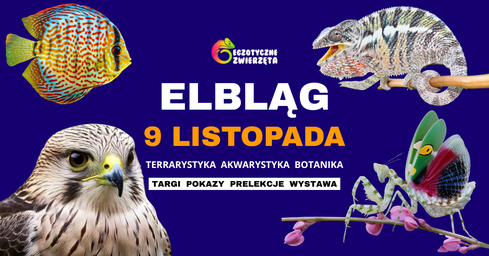 Grafika reklamowa