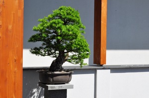 SMAK LATA W LUSŁAWICACH – Zwiedzanie i pokaz formowania bonsai