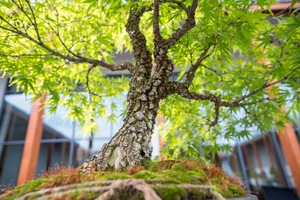 Festiwal EMANACJE | BONSAIDŌ. Warsztaty formowania bonsai z Grzegorzem Sowińskim