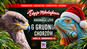 Grafika reklamowa orzeł i legwan zielony w czapce świętego Mikołaja , data 6 grudnia 2026 rok