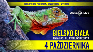 Grafika reklamowa legwan zielony oraz tekst Animals Live Bielsko Biała 4 października 2026