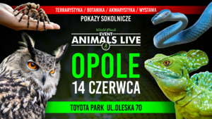 Ptasznik , Wąż , sowa, Bazyliszek OPOLE 14 Czerwca