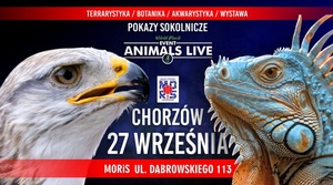 Grafika - Jastrząb i legwan ANIMALS LIVE CHORZÓW 27 WRZEŚNIA