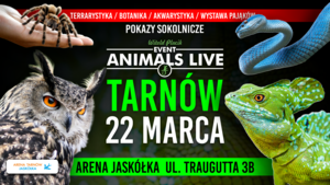 Sowa,bazyliszek,wąż i ptasznik.