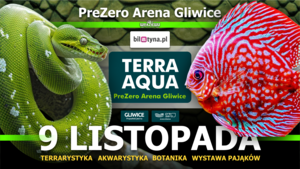 TERRA AQUA GLIWICE / TARGI AKWARYSTYKI / PIĘKNO RĘKODZIEŁA  / WYSTAWA PAJĄKÓW