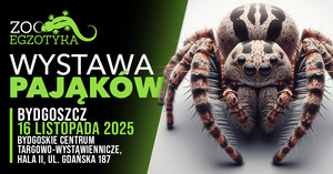 WYSTAWA PAJĄKÓW Bydgoszcz