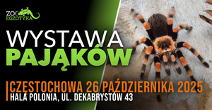 WYSTAWA PAJĄKÓW Częstochowa