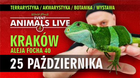 Legwan z Fidżi na ręce