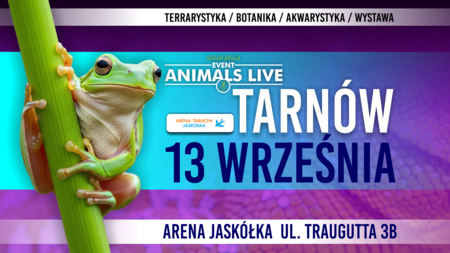 Zielona rzekotka na gałązce opis Tarnów 13 Września