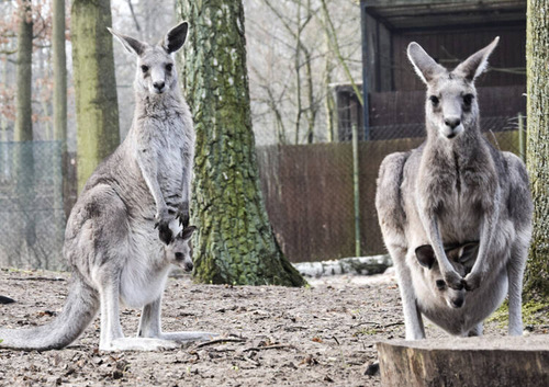 Materiał reklamowy: Nowe Zoo w Poznaniu