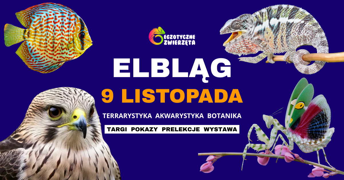 IV Liceum Ogólnokształcące im. KEN