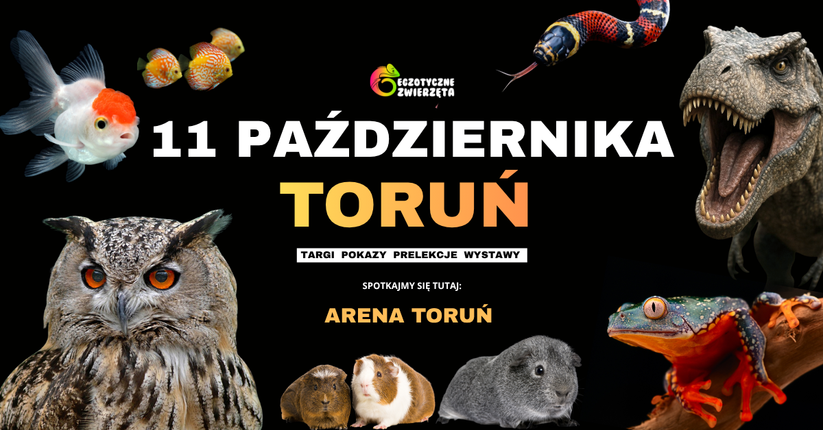 TORUŃ 11 PAŹDZIERNIKA - EGZOTYCZNE ZWIERZĘTA - TERRARYSTYKA AKWARYSTYKA i wiele więcej