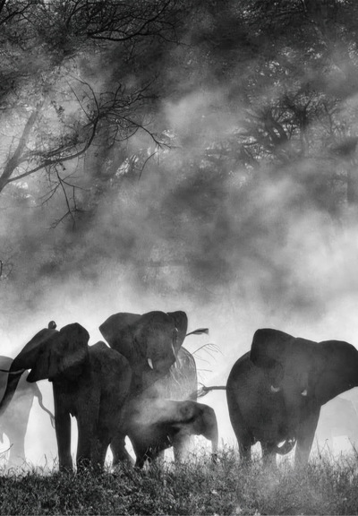 Slider - Film: 23. MDAG: Sny o słoniach (Ghost Elephants)