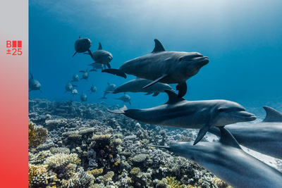 Slider - Film: DAVID ATTENBOROUGH: ŚWIAT OCEANÓW | BRITISH FILM FESTIVAL 2025