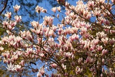 Bilety na: Bilet wstępu do Arboretum w Rogowie